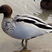 Maned Duck